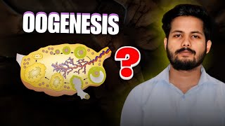 OOGENESIS  REPRODUCTION CLASS 12  NEET  KINGDOM OF BIOLOGY [upl. by Shepp]