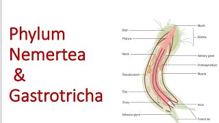 Phylum Nemertea and Gastrotricha  Bsc 1st year [upl. by Motch]