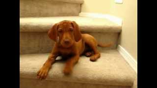 Vocal Puppy Vizsla at 10 weeks [upl. by Tiena]