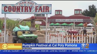 Popular Cal Poly Pumpkin Fest Returns After 2Year Hiatus [upl. by Syst]