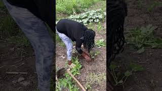 my life after retirement transplanting watermelon 🍉 seedlings [upl. by Lemyt]