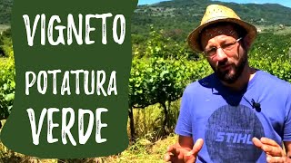 Potatura verde della vite cura del vigneto a maggio  giugno [upl. by Andrien]