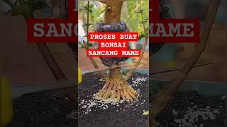 Proses Buat Bonsai Sancang Mame bonsai [upl. by Morena889]