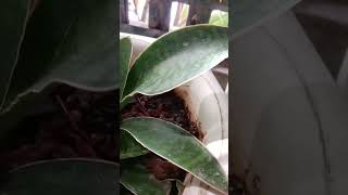 Baby Sansevieria Masoniana Whale Finmaswerteng halamanmillionairesnake plantstrending [upl. by Nnylidnarb]