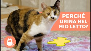 Perchè il mio GATTO URINA sul LETTO 🐈🛏️ 4 Ragioni e Soluzioni [upl. by Rider]