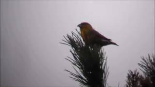 Crossbills Haldon Forest 091217 [upl. by Lubet636]