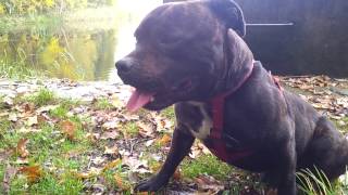 Wstydliwy StaffikStaffordshire Bull Terrier [upl. by Freeman]