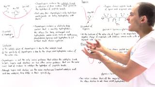 Specificity of Serine Proteases Chymotrypsin Trypsin and Elastase [upl. by Naerda566]