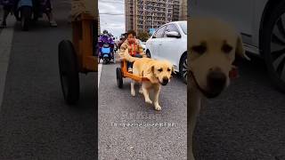 Dog chauffeur 🐕New Viral Gadgets Smart Appliances Kitchen Utensils Home Inventions [upl. by Sobel]