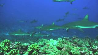 Tuamotus Fakarava diving Sharks Wall [upl. by Kcirdef]