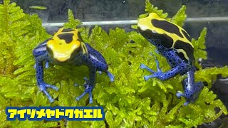 アイゾメヤドクガエル すごい色 Dendrobates tinctorius [upl. by Bremen64]