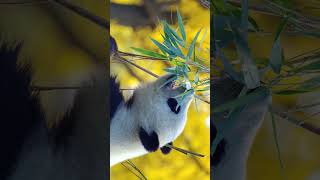 Giant Panda Ailuropoda melanoleuca in Bear Family Ursidae  Observed in Description [upl. by Ycrep813]