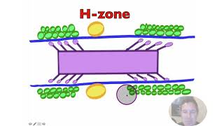 Troponin Tropomyosin and Calcium [upl. by Ahsirpac689]