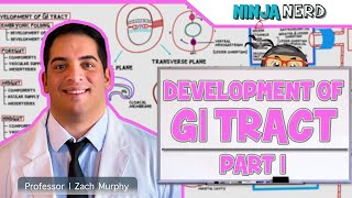 Gastrointestinal  Development amp Embryology of the GI Tract Part 1 [upl. by Geneva]