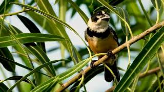 COLEIRODOBREJO chamando SPOROPHILA COLLARIS RUSTYCOLLARED SEEDEATER COLEIRADOSERTÃO [upl. by Draillih655]