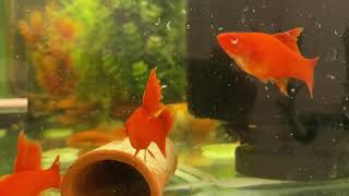 Xiphophorus helleri ”vienna broccoli” Swordtails Swordtailfish [upl. by Bain74]