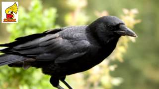 Crow cawing sound effect Bird Sound for Children [upl. by Eiramadnil]