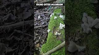 YOUNG OYSTER MUSHROOM foraging wildmushrooms oystermushrooms asmrsounds asmrvideo nature [upl. by Finlay]