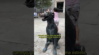 O cachorro que ganhou uma estátua [upl. by Ohare]