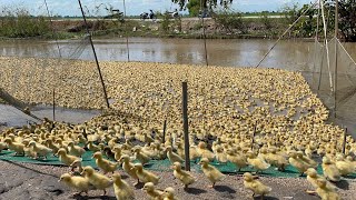 Journey of a 3dayold duckling  duck farm tv [upl. by Ozzie]