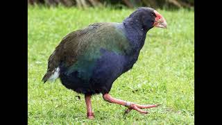 Porphyrio hochstetteri South Island Takahe [upl. by Aicilra138]