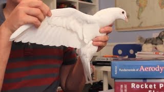 How Bird Wings Work Compared to Airplane Wings  Smarter Every Day 62 [upl. by Leiva]