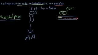 25  The chemicals of inflammation  Arachidonic AcidProstaglandinsLeukotrienesLipoxins [upl. by Cordalia88]