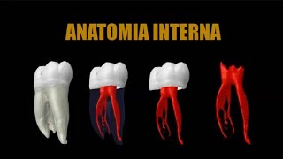 ENDODONCIA  Anatomía Interna de los Dientes [upl. by Aggarwal31]