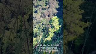 Lowland subtropical rainforest of Australia [upl. by Landrum]