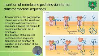 Endoplasmic reticulum and protein sorting 2024 2025 [upl. by Jaylene]