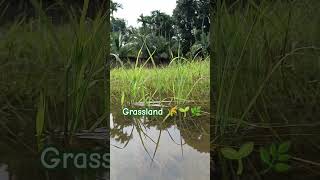 Grassland 🌿🌱🌾 morning shorts nature shortvideo [upl. by Robertson831]