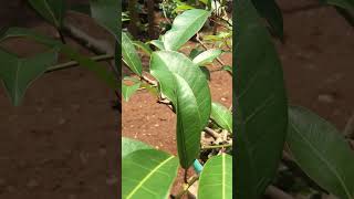 Bahan bonsai pohon bunut ficus virens fypシ゚viral nature bonsaiadventure bonsaitree ngebolang [upl. by Georgie]