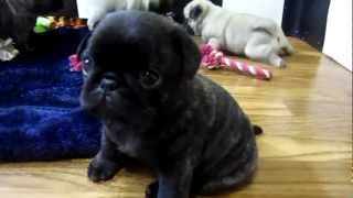 Cutest Pug Puppies Ever [upl. by Mellisa590]