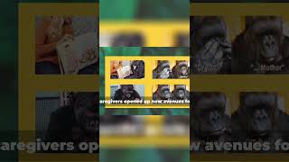 Unlocking Gorilla Emotions Kokos Language Revolution [upl. by Ardied]