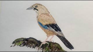 Jay Portrait in Watercolour  Tutorial How to Paint a Handsome European Jay [upl. by Ayokahs]