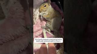 This family helped a squirrel grind its teeth and received a gift in returnshorts animalshorts [upl. by Strohbehn420]