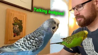 Green budgie with excellent vocabulary lectures blue budgie who invokes his right to remain silent [upl. by Lasonde345]