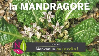 LES TERRIFIANTES LÉGENDES DE LA MANDRAGORE PLANTE MAGIQUE DES SORCIÈRES AUX RACINES À FORME HUMAINE [upl. by Henden]