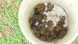 Unbelievable there are thousand of toad in my back yard toad hunting [upl. by Kile]