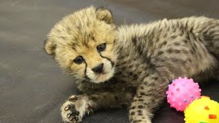 Cheetah Cub gets a helping hand from keepers [upl. by Elauqsap]