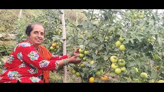 Grafted tomato 100 tomatoes per plant in first harvest [upl. by Hodges]