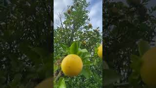 Lemon tree in my yard [upl. by Frantz549]