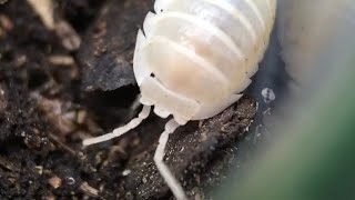 Armadillidium nasatum Isopod Care Guide [upl. by Nailliw]