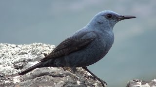 Roquero solitario Monticola solitarius Blue Rockthrush [upl. by Neleh]