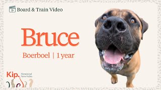 Bruce Training Video [upl. by Nairim]