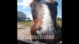 Original Slender Juan Horse Meme [upl. by Larrie]