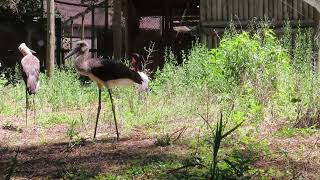 Breeding pair of saddlebill storks with two well grown chicks at Zoo Santo Inacio Portugal [upl. by Wade789]