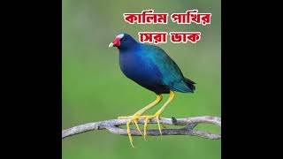 কালিম পাখির সেরা ডাক  বুরি পাখির ডাক  Kalim pakir duk Purple Gallinule bird call Mp3 sound [upl. by Namdor]