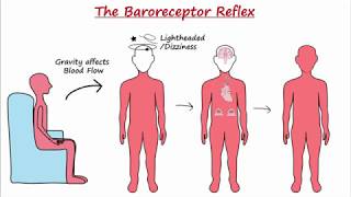 Baroreceptor Reflex [upl. by Ennayar758]