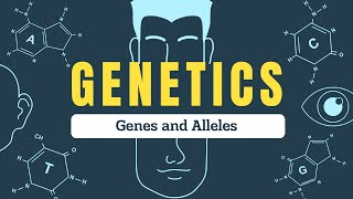 Genes vs Alleles Explained  Understanding Inheritance Genotypes and Phenotypes  Biospeaks [upl. by Terr]